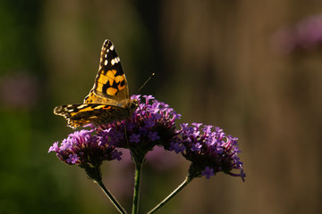 Schmetterling auf Stauden-Phlox Pflanze