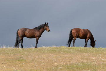 Herd of Wild Horses in the Utah Desert