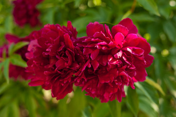 Red peonies in the garden. Blooming red peony. Closeup of beautiful red Peonie flower.