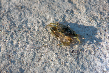 The green crab crawls on the gray sand