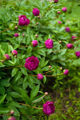 Red peonies in the garden. Blooming red peony. Closeup of beautiful red Peonie flower.