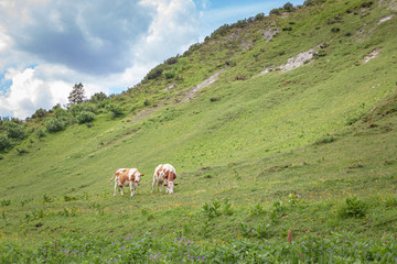 Cows graze on meadows in the Alps mountains in summer