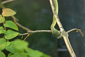 Neugeborene Raue Grasnatter (Opheodrys aestivus) während der ersten Häutung