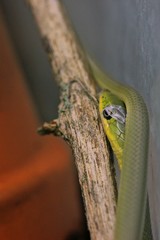 Neugeborene Raue Grasnatter (Opheodrys aestivus) während der ersten Häutung