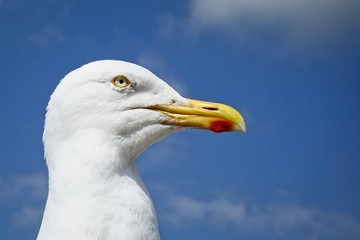Gull searching for food