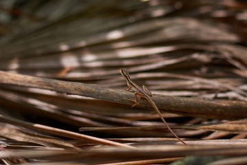 Little brown lizard on dry leaves close-up.