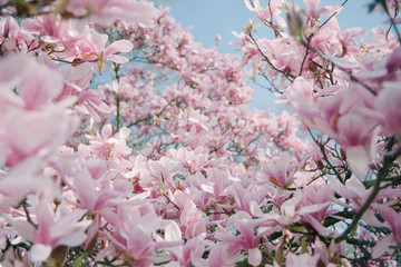 pastel pink flowers of magnolia tree in spring