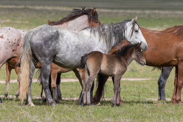 Obraz premium Herd of Wild Horses in the Utah Desert