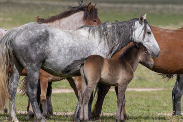 Fototapeta premium Herd of Wild Horses in the Utah Desert