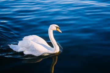 Fototapeta na wymiar Graceful white swan swimming in blue water