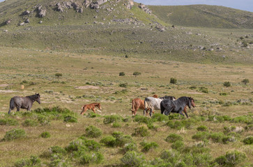 Herd of Wild Horses in the Utah Desert