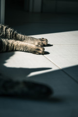 Sweet tabby cat with green eyes