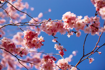 cherry blossom in spring