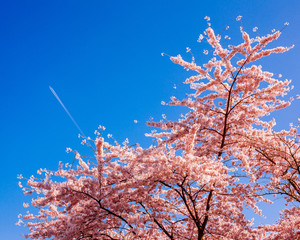 Pink cherry tree blooming in spring with an airplane in the background