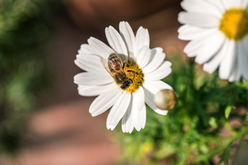 Bee on the flower, daisy