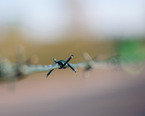 barbed wire fence