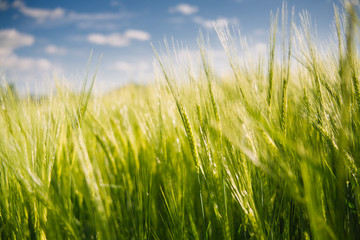 Close up of wheat in a green field