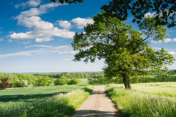 Sunny day in countryside with a road and an oak tree