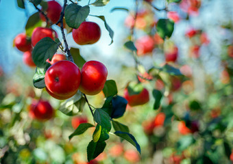 Red apples on a branch in apple orchard