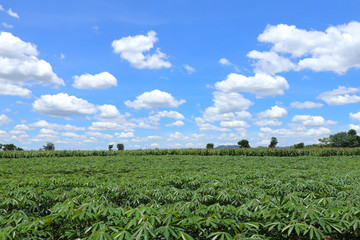 Tapioca farmer's farm and the beautiful sky.