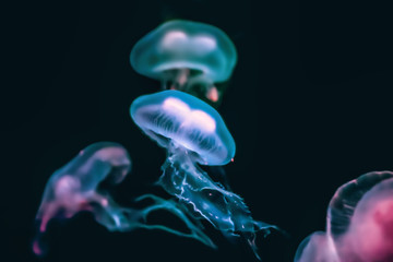 Glowing Jellyfish in Deep Sea