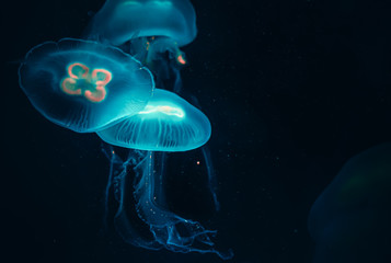 Turquoise Glowing Jellyfish in Deep Sea