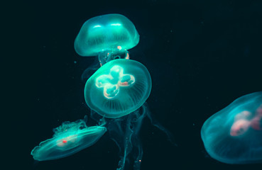 Jellyfishs is swimming in the dark Deep Sea