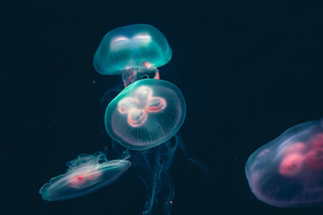 Glowing Jellyfish in swimming in the dark Deep Sea