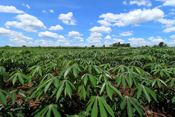 Tapioca farmer's farm and the beautiful sky.