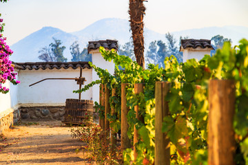 Winery, Maipo valley, the area around Santiago de Chile.