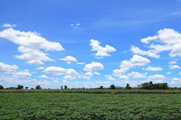 Tapioca farmer's farm and the beautiful sky.