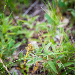 Dragonfly on a flower