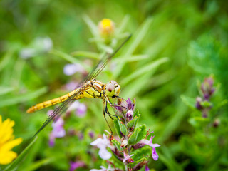 Dragonfly on a flower