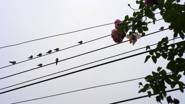 Swallow birds at the power lines with cloudy sky as background.