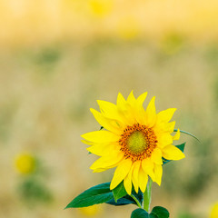 Sunflower in a field
