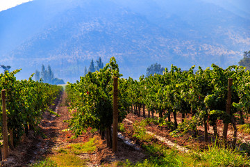 Fototapeta na wymiar Winery, Maipo valley, the area around Santiago de Chile.