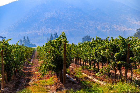 Winery, Maipo valley, the area around Santiago de Chile.