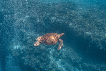 Obraz premium Green sea turtle swims gracefully as it moves through the bubbles coming from scuba divers