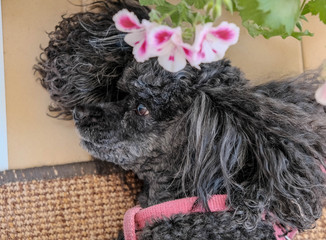 Cute black dog with pink flowers background. Love pets concept. Portrait of lying Black Toy poodle....