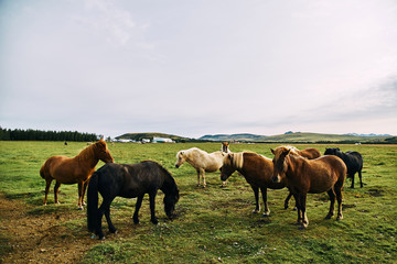 Obraz premium Icelandic horses. The Icelandic horse is a breed of horse developed in Iceland