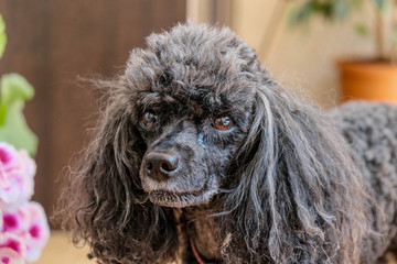 Portrait of cute black dog on pink and green floral background. Love pets concept. Black Toy poodle looking at owner with love or sadness. Beautiful dog waiting for something.