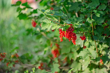 Red ripe currant on a green branch on a sunny day close up. Red currant berries on a blurry background of green bushes.