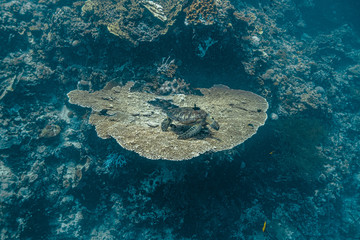 Green sea turtle rests on top of a massive table coral hanging on the side of an underwater cliff