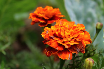 orange flower
