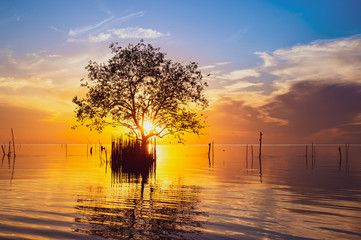 Beautiful scenery of silhouette tree in lake on sunrise time at Pakpra, Phatthalung province, Thailand