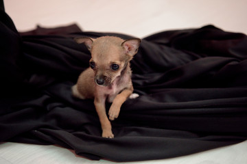 Small dog of breed Chihuahua sitting on a black cloth.