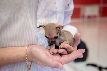 A small dog breed Chihuahua sitting on the hands of man.