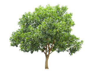 Tree isolated on white background,clipping paths