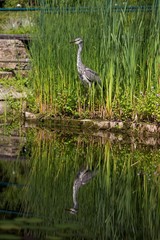 Grey heron at pond with water reflection