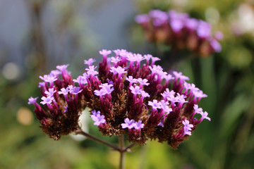 Obraz premium flowers